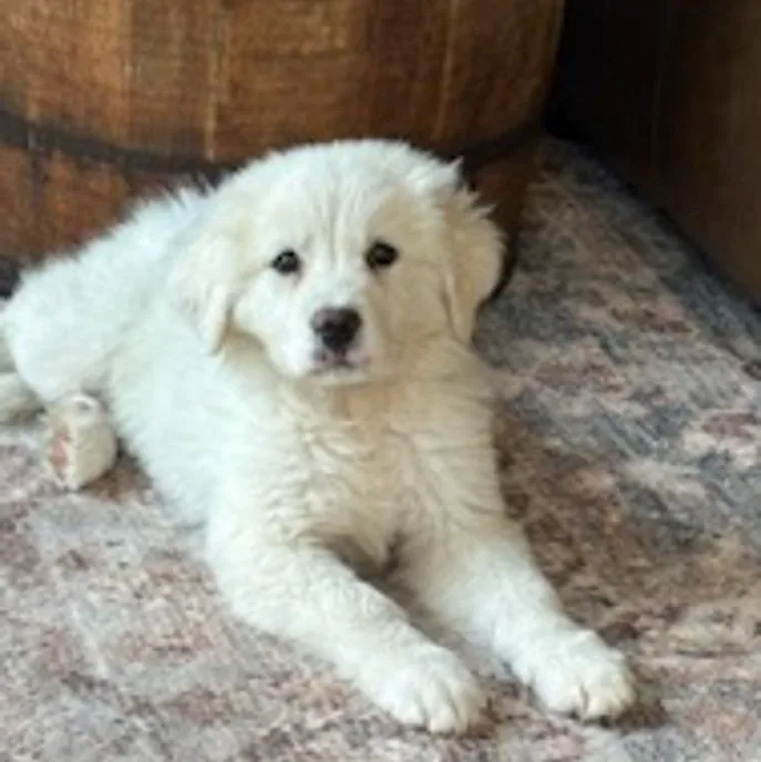 A baby large-sized male Great Pyrenees dog named Nanook for adoption in Toledo, OH