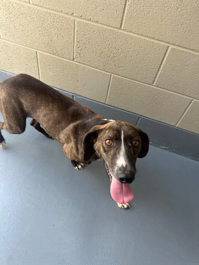 A young medium-sized male Mountain Cur dog named Jasper for adoption in Johnson City, TN