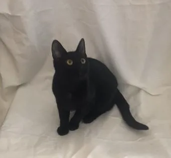 A young medium-sized female Black Domestic Short Hair cat named Gwen for adoption in Henderson, KY