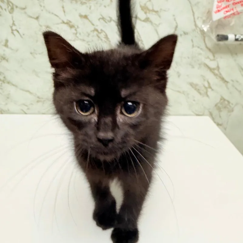 A baby small-sized female Domestic Medium Hair cat named Panamera for adoption in Utica, MI