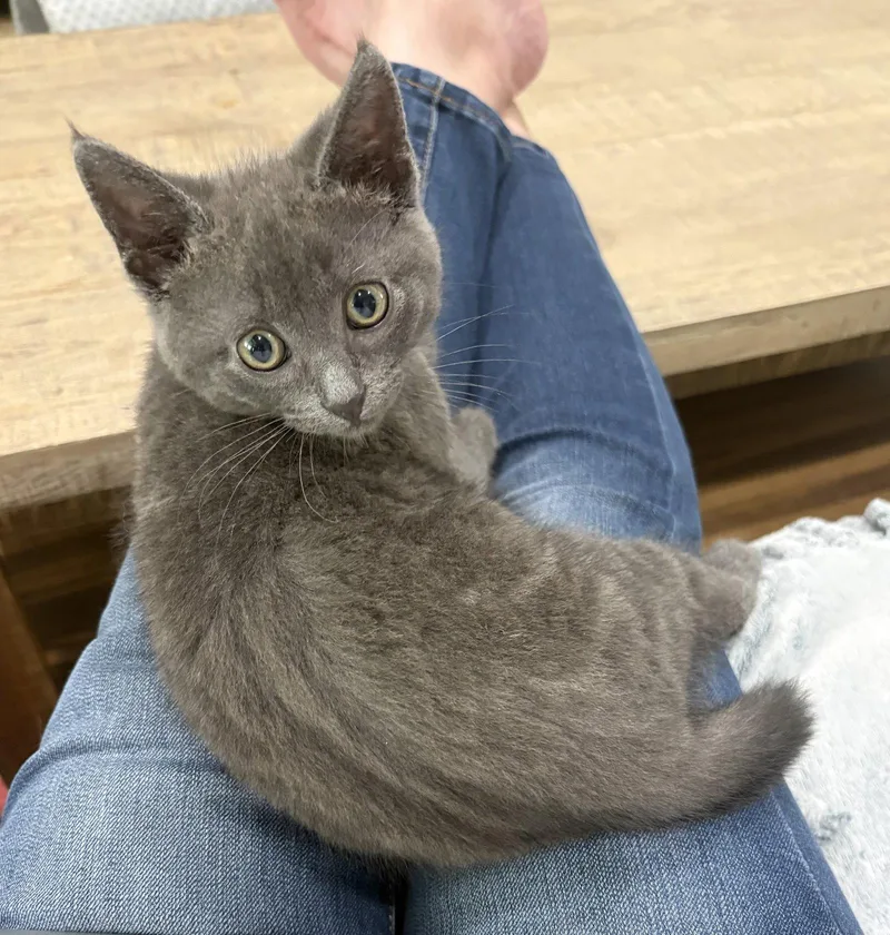 A young medium-sized female Gray / Blue / Silver Russian Blue cat named Kiki L for adoption in Rosenberg, TX