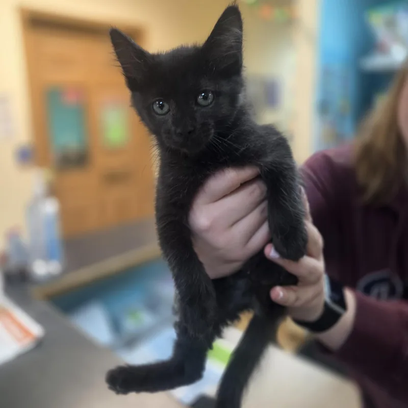 A baby medium-sized female Black Domestic Short Hair cat named Lilo for adoption in Brookings, SD
