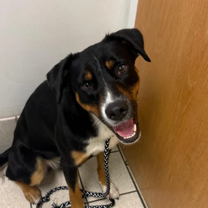 An adult medium-sized male Black Mixed Breed dog named Bunky for adoption in Charleston, WV