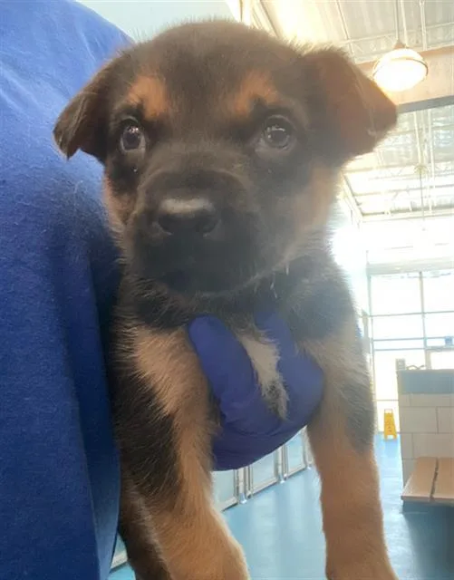 A baby small-sized male Mixed Breed dog named Jupiter for adoption in Dallas, TX