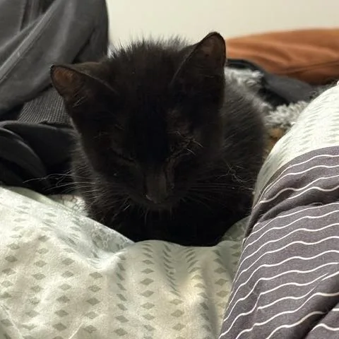 A baby small-sized male Domestic Short Hair cat named Grandel for adoption in St. Louis, MO