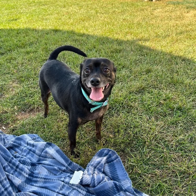 An adult small-sized male Chihuahua dog named Teagan for adoption in Brazil, IN