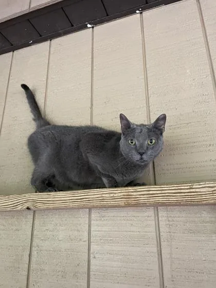 An adult medium-sized female Domestic Short Hair cat named Frosted Flakes for adoption in Bloomsburg, PA