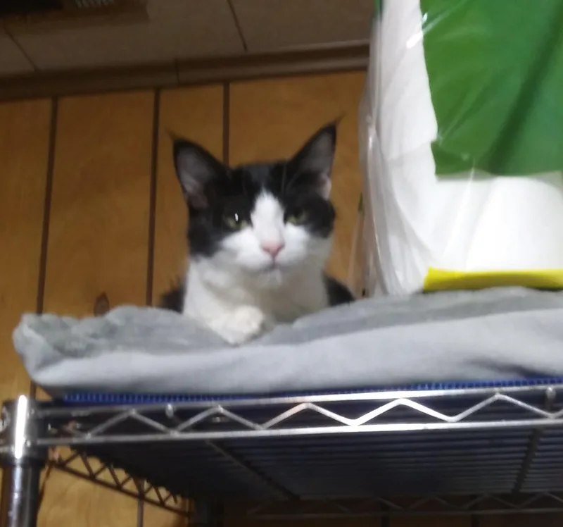 A baby medium-sized female Domestic Medium Hair cat named Reese for adoption in Port Wentworth, GA