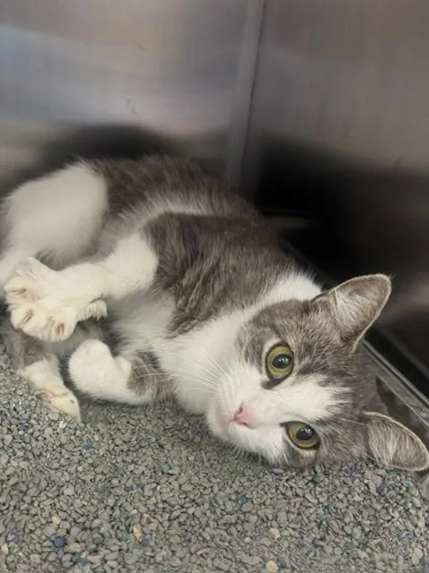 A young medium-sized female Domestic Short Hair cat named Velvet for adoption in Naples, FL
