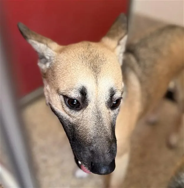 An adult large-sized female Black Mouth Cur dog named Carla for adoption in Tucson, AZ