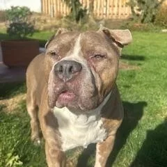 Tyson thumbnail 3