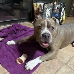 Tyson thumbnail 4