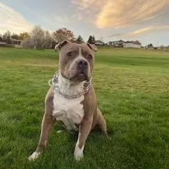 Tyson thumbnail 5