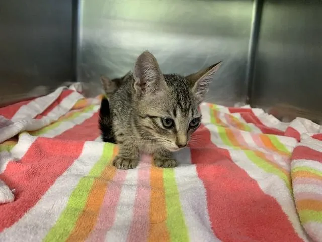 A baby small-sized male Domestic Short Hair cat named Albus for adoption in Grand Prairie, TX