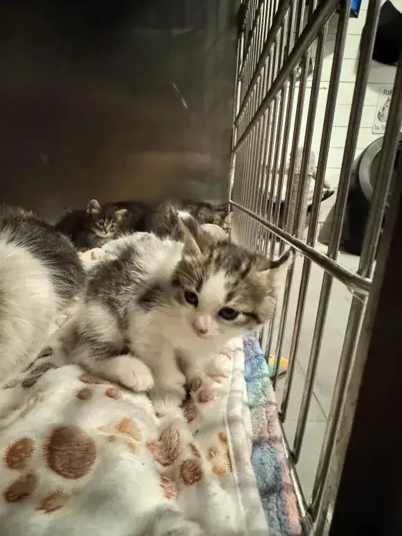 A baby small-sized male White Domestic Short Hair cat named Chipper for adoption in Grand Rapids, MI