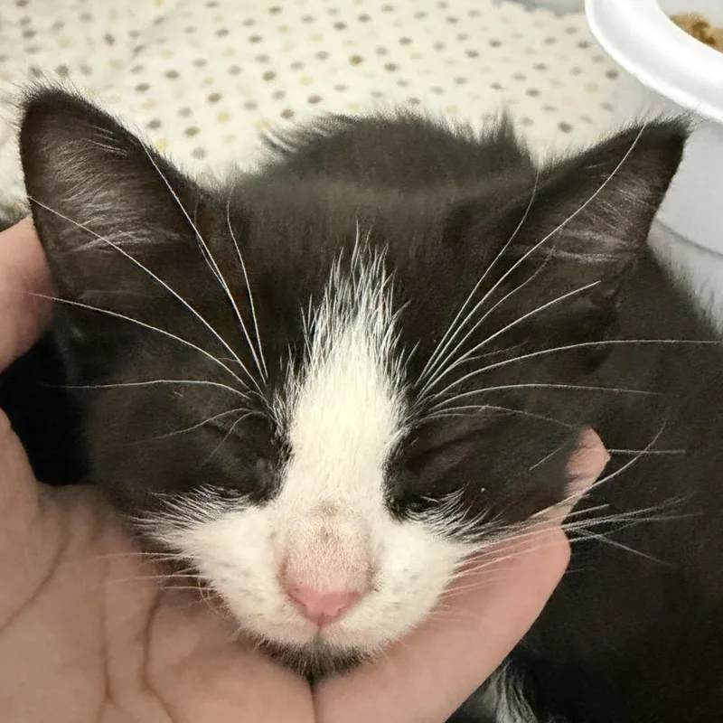 A baby small-sized male Domestic Medium Hair cat named Franis for adoption in Franklin, NC