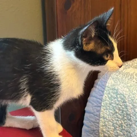 A baby small-sized male Black Domestic Short Hair cat named Croissant for adoption in Houston, TX