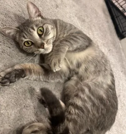 A young medium-sized female Domestic Short Hair cat named Sadie for adoption in Los Angeles, CA