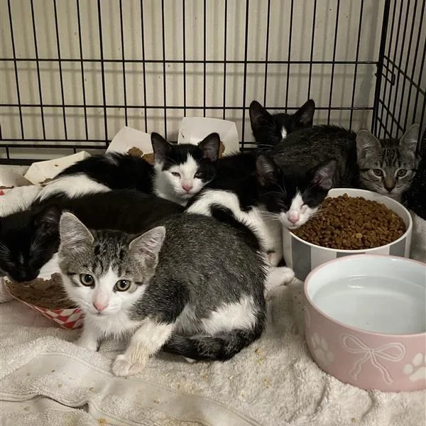 A baby small-sized female Brown / Chocolate Domestic Short Hair cat named Stacy for adoption in Hawthorne, CA