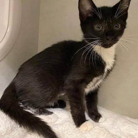 A baby small-sized female Black Domestic Short Hair cat named Scarlet for adoption in Dayton, OH