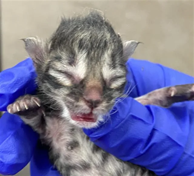 A baby medium-sized male Domestic Short Hair cat named Slate for adoption in Dallas, TX