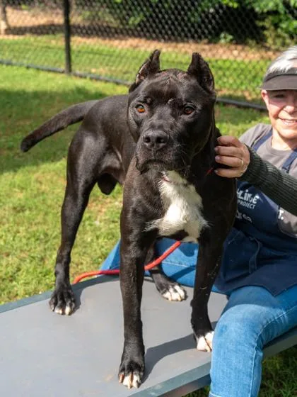 An adult extra large-sized male Mixed Breed dog named Flaco for adoption in Chamblee, GA