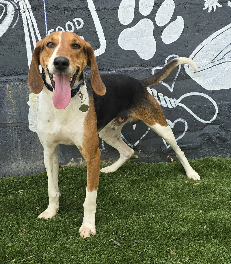 A young medium-sized male Tricolor (Brown, Black, & White) Treeing Walker Coonhound dog named Canterbury for adoption in Newport, TN
