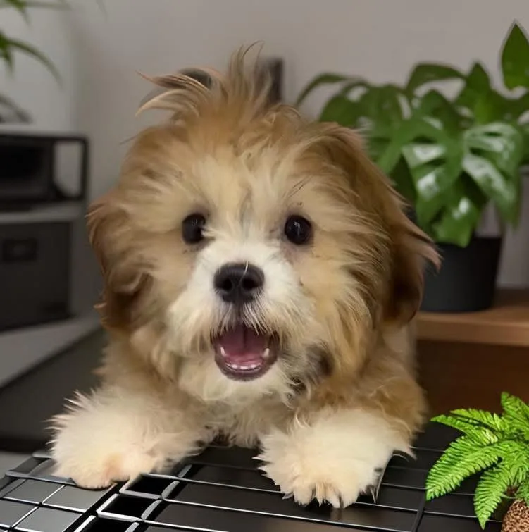 A baby small-sized male Apricot / Beige Shih Tzu dog named Nelson for adoption in Bronx, NY