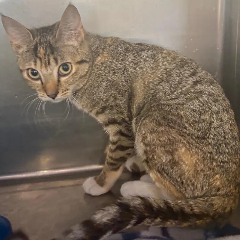 A baby small-sized female Domestic Short Hair cat named Lucy for adoption in Spokane, WA