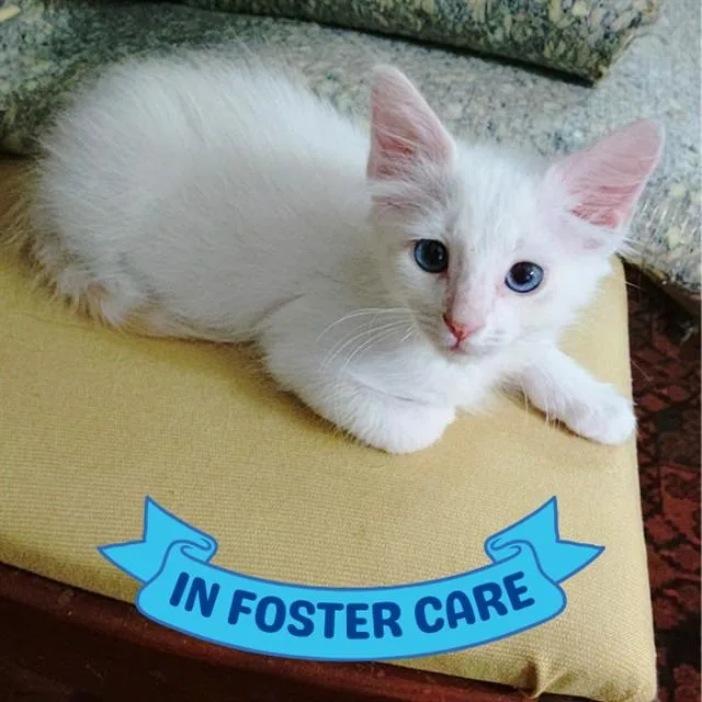 A baby small-sized male Domestic Medium Hair cat named Archie for adoption in Tallahassee, FL