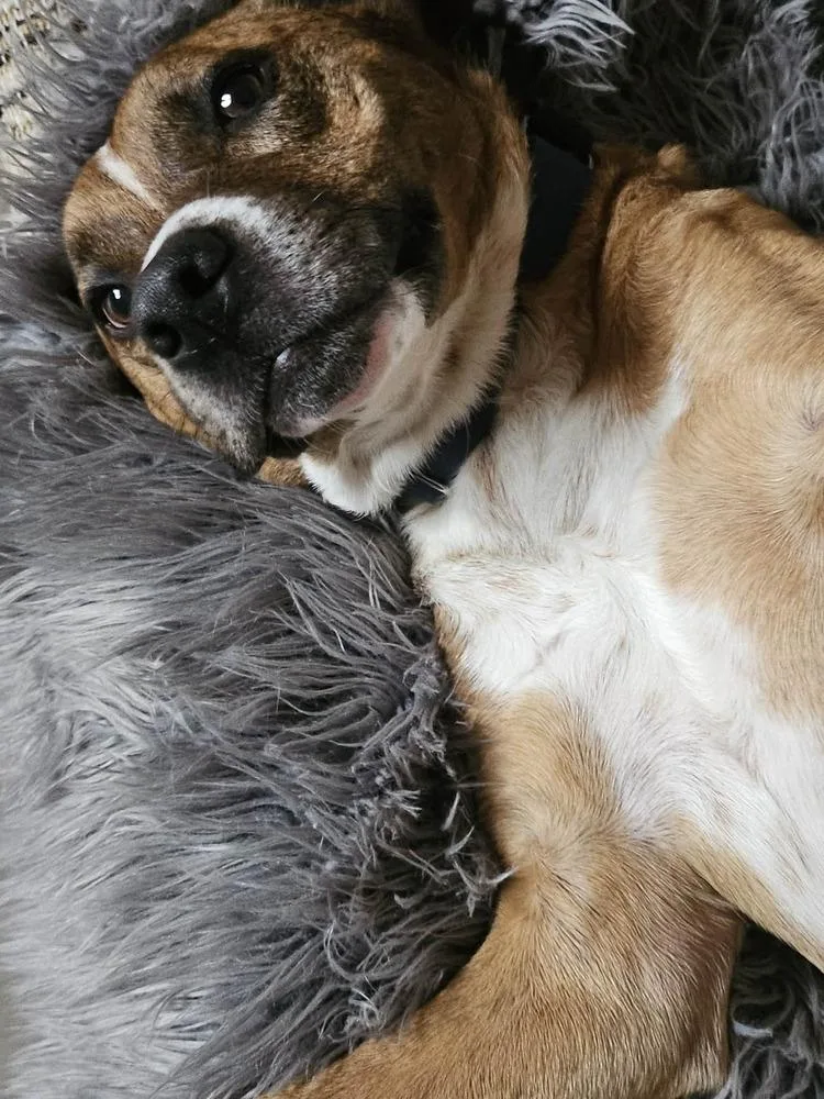 Rocco
