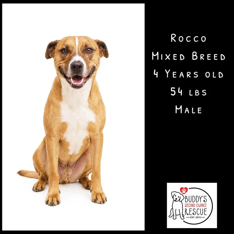 Rocco thumbnail 4
