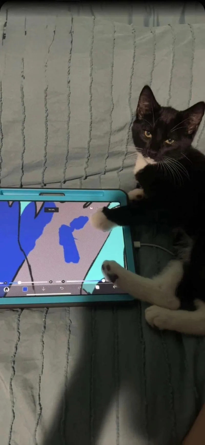 A young medium-sized male Domestic Short Hair cat named Cucumber for adoption in Manchester, CT