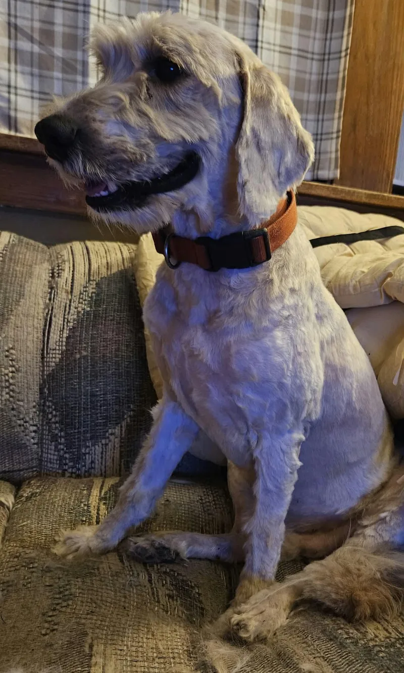 An adult medium-sized male Golden Retriever dog named Romeo for adoption in Waterloo, IA