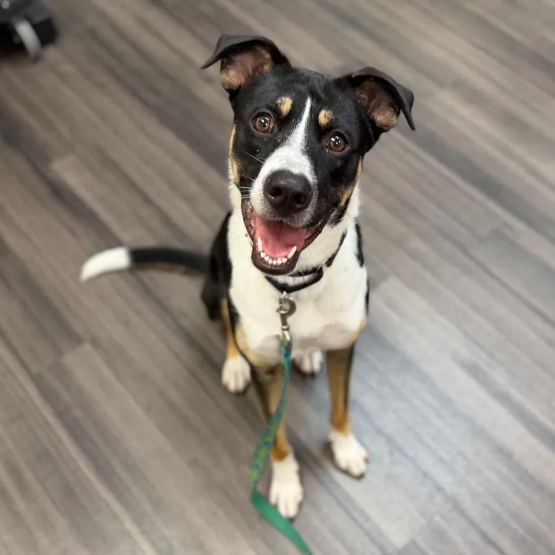 A young medium-sized male Black Mixed Breed dog named Finn for adoption in Sarasota, FL