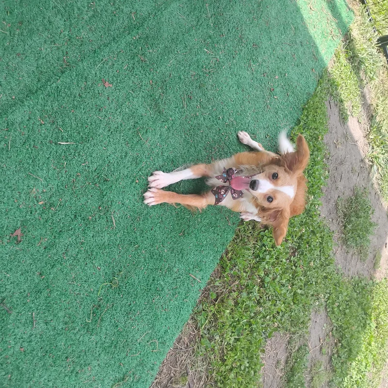 An adult small-sized female Golden Chihuahua dog named Piper for adoption in Salisbury, MD