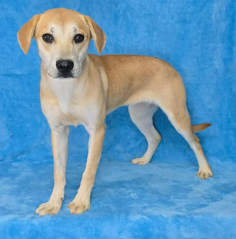 A young medium-sized female Beagle dog named Fuzzy for adoption in Manhattan, NY