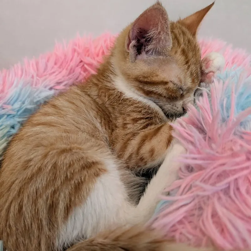 A baby small-sized male Orange & White Domestic Short Hair cat named Dash for adoption in Mabank, TX