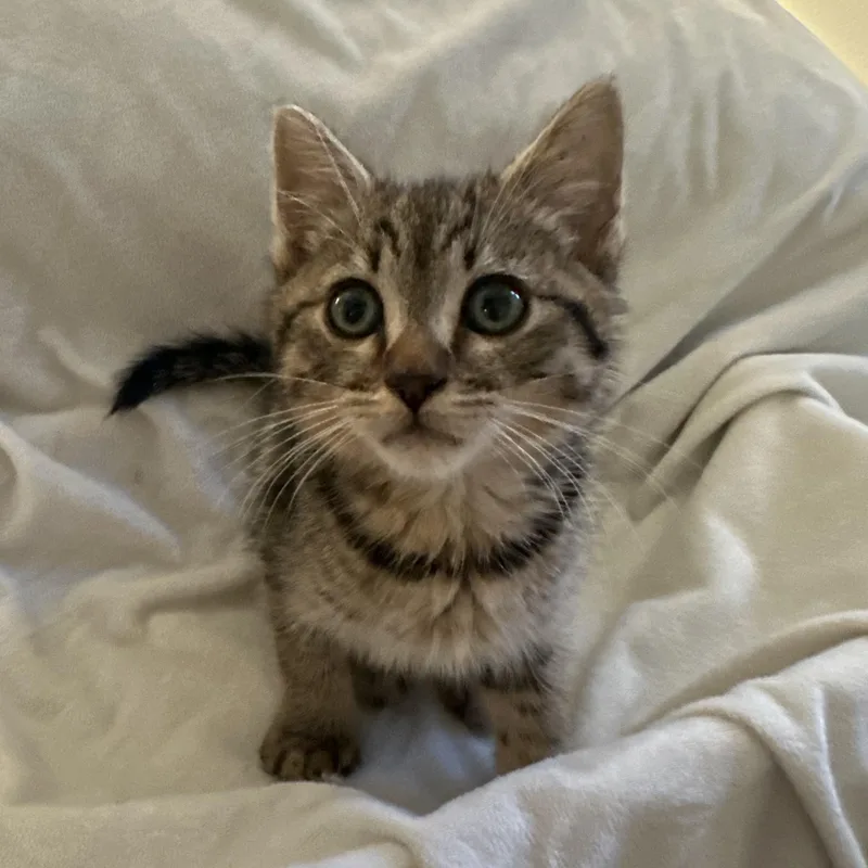 A baby medium-sized male Tabby (Brown / Chocolate) Domestic Short Hair cat named Hawk for adoption in Santa Ana, CA