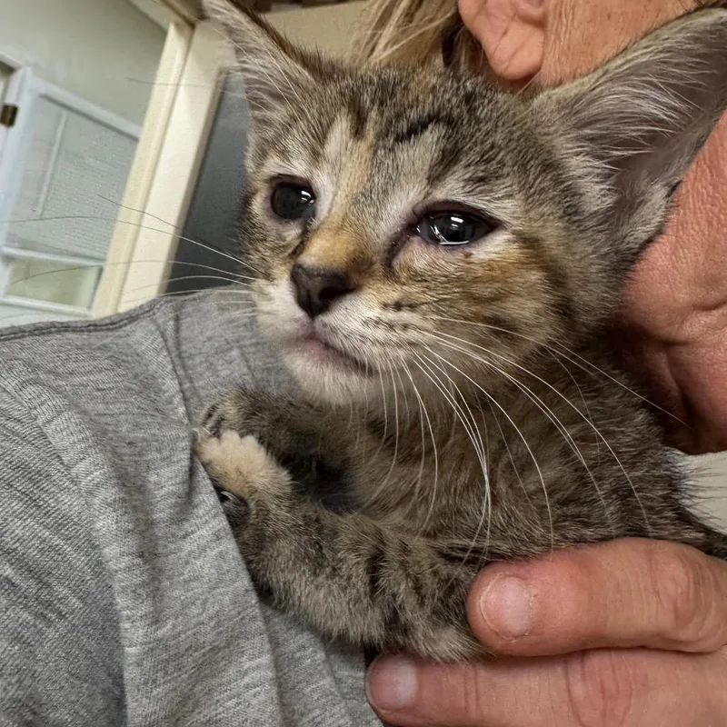 A baby small-sized female Calico Domestic Short Hair cat named Scoot Scoot for adoption in Pekin, IL