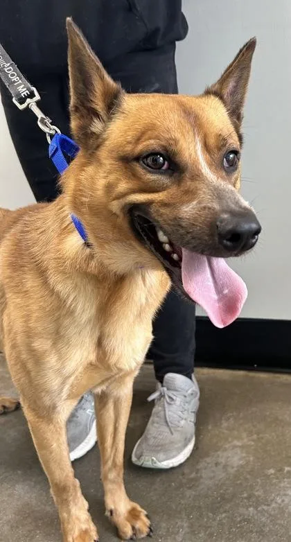 An adult medium-sized male Cattle Dog dog named Charlie for adoption in West Chester, PA