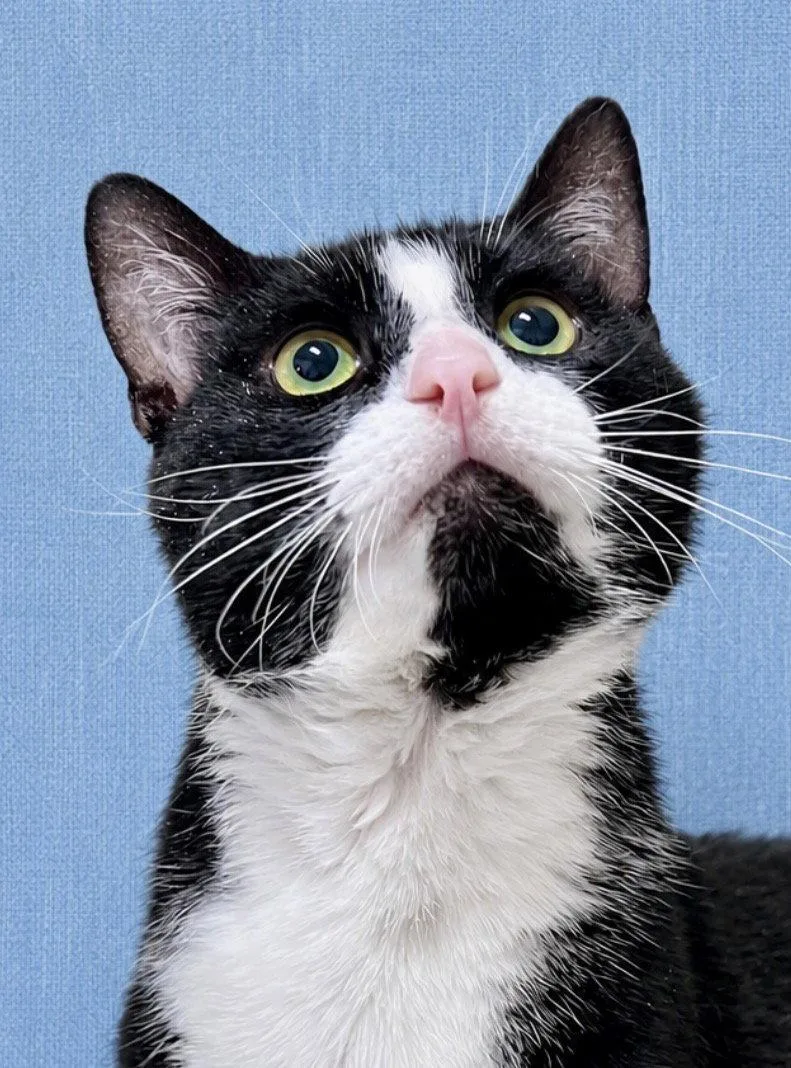An adult medium-sized male Tuxedo cat named Neo   Willow for adoption in Greenville, DE