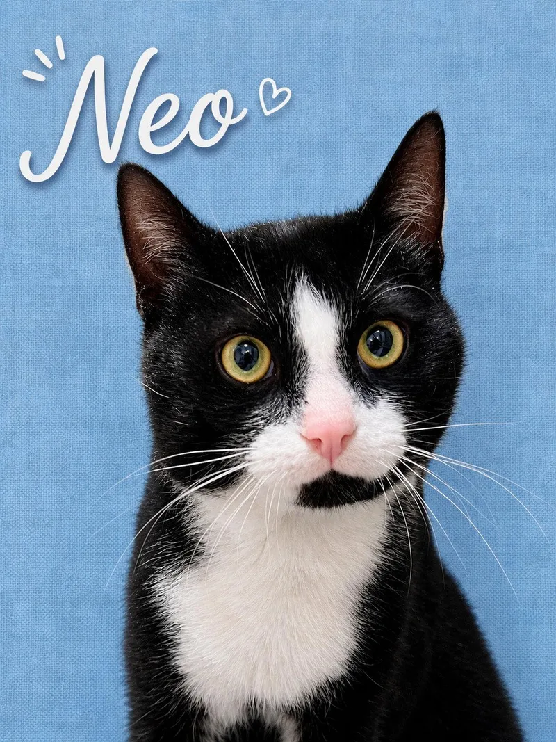 Neo   Willow thumbnail 2