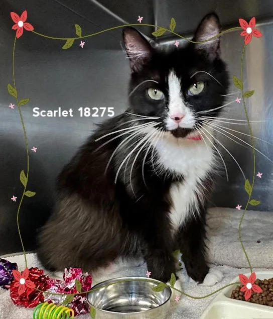 Scarlet thumbnail 3