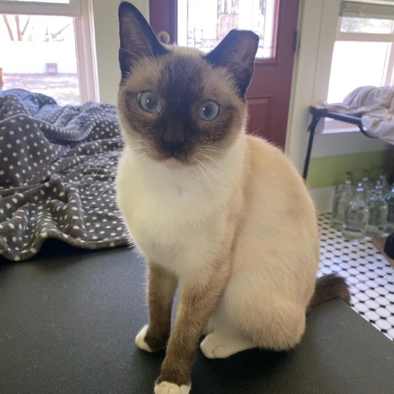A young small-sized female Buff / Tan / Fawn Domestic Medium Hair cat named Nacha for adoption in Waco, TX