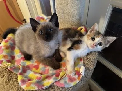 A baby medium-sized female Domestic Short Hair cat named Bistro for adoption in Pleasanton, CA