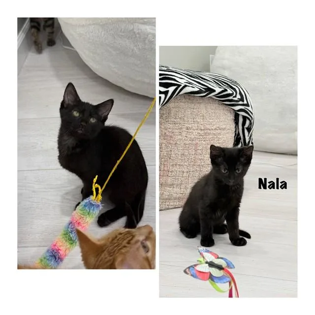 A baby small-sized female Domestic Short Hair cat named Nala for adoption in Westminster, MD