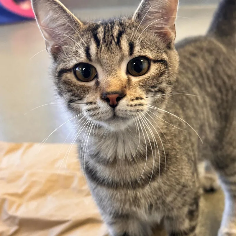 An adult large-sized male Brown / Chocolate Domestic Short Hair cat named Finial for adoption in Rocky Mount, VA