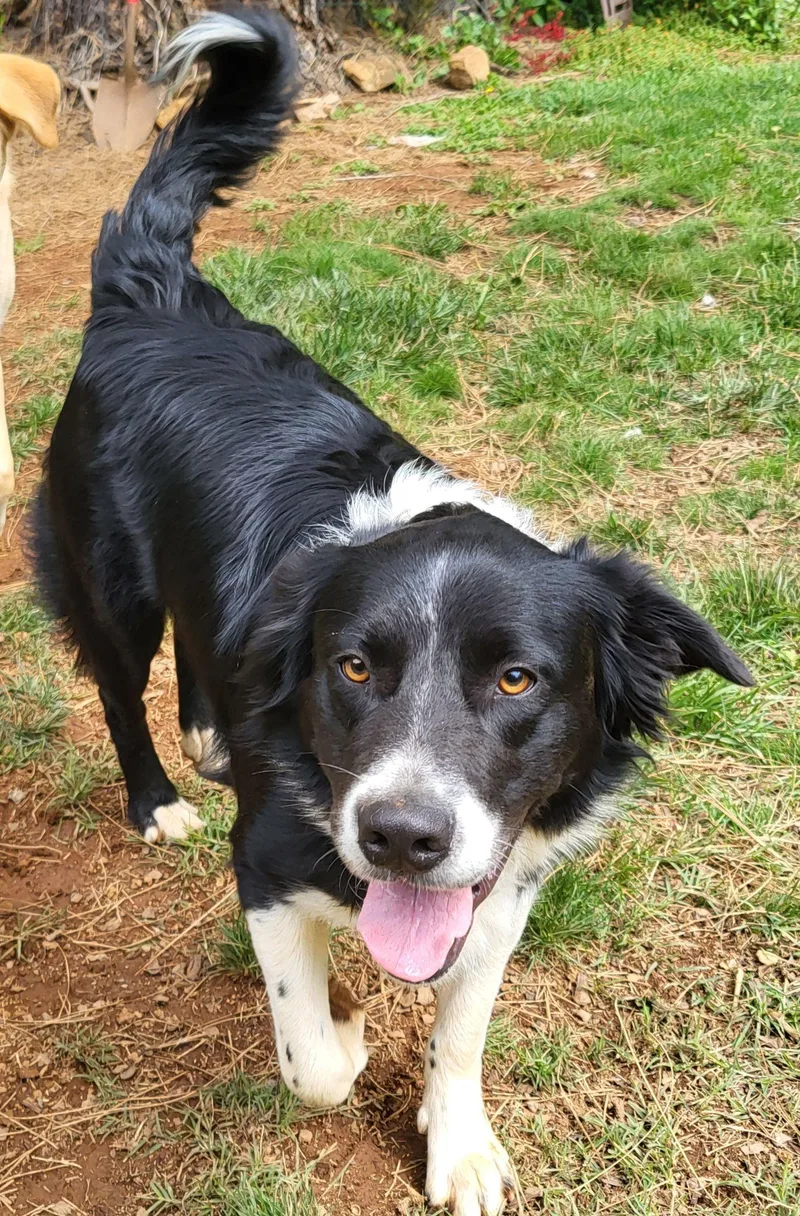 Courtesy Listing Hank