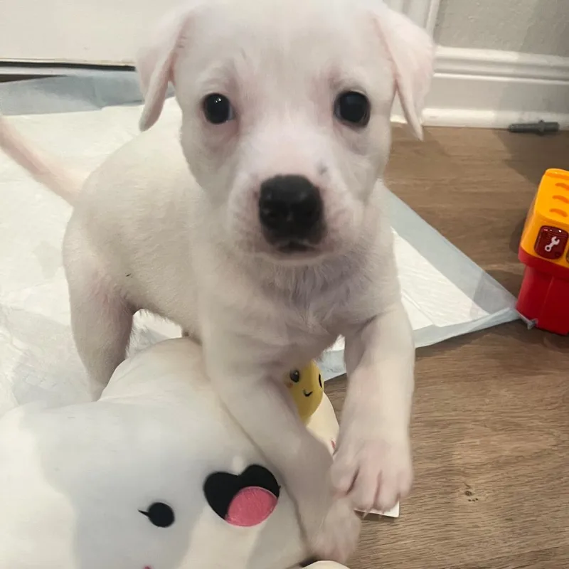 Nova